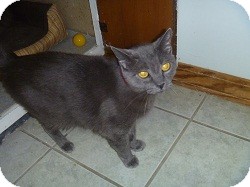 Domestic Shorthair Cat for Sale in Hamburg, New York - Shimmer Domestic Shorthair Cat for Sale in Hamburg, New York - Shimmer