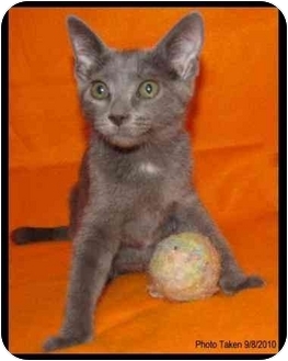 Domestic Shorthair Kitten for Sale in Orlando, Florida - Elena Domestic Shorthair Kitten for Sale in Orlando, Florida - Elena