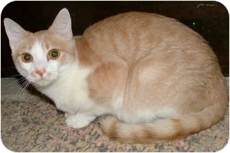 Domestic Shorthair Cat for Sale in Chattanooga, Tennessee - Fawn Domestic Shorthair Cat for Sale in Chattanooga, Tennessee - Fawn