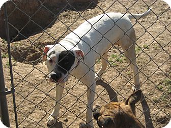 Pit Bull Terrier Mix Dog for Sale in phoenix, Arizona - roxy Pit Bull Terrier Mix Dog for Sale in phoenix, Arizona - roxy