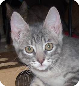 Domestic Shorthair Kitten for Sale in Kansas City, Missouri - Dakota Domestic Shorthair Kitten for Sale in Kansas City, Missouri - Dakota