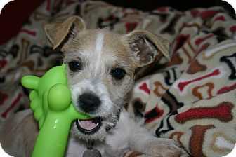 Terrier (Unknown Type, Small) Mix Puppy for Sale in Glastonbury, Connecticut - Terri Terrier (Unknown Type, Small) Mix Puppy for Sale in Glastonbury, Connecticut - Terri