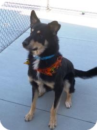 German Shepherd Dog Mix Dog for Sale in Kettering, Ohio - Boo German Shepherd Dog Mix Dog for Sale in Kettering, Ohio - Boo