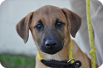 German Shepherd Dog/Belgian Malinois Mix Puppy for Sale in Glastonbury, Connecticut - Nancie~adopted~ German Shepherd Dog/Belgian Malinois Mix Puppy for Sale in Glastonbury, Connecticut - Nancie~adopted~