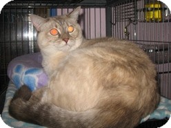Siamese Cat for Sale in Shelton, Washington - Angela Siamese Cat for Sale in Shelton, Washington - Angela