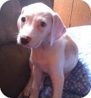 Hound (Unknown Type) Mix Puppy for Sale in Richmond, Virginia - Isa Hound (Unknown Type) Mix Puppy for Sale in Richmond, Virginia - Isa