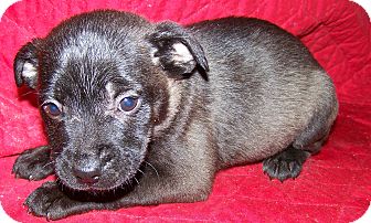 Border Collie Mix Puppy for Sale in Sussex, New Jersey - Sally $50.00 Off Fee Border Collie Mix Puppy for Sale in Sussex, New Jersey - Sally $50.00 Off Fee