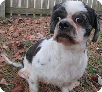 Shih Tzu Mix Dog for Sale in Forked River, New Jersey - Gizmo Shih Tzu Mix Dog for Sale in Forked River, New Jersey - Gizmo