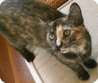 Domestic Shorthair Kitten for Sale in Fairborn, Ohio - Sunshine-Springfield Litter Domestic Shorthair Kitten for Sale in Fairborn, Ohio - Sunshine-Springfield Litter
