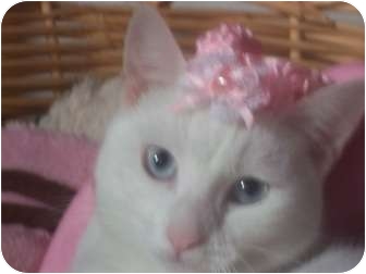 Domestic Shorthair Cat for Sale in Glen cove, New York - ANGEL Domestic Shorthair Cat for Sale in Glen cove, New York - ANGEL