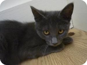 Domestic Mediumhair Kitten for Sale in Milwaukee, Wisconsin - Braiden Domestic Mediumhair Kitten for Sale in Milwaukee, Wisconsin - Braiden