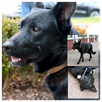 German Shepherd Dog/Labrador Retriever Mix Dog for Sale in Westland, Michigan - Luna German Shepherd Dog/Labrador Retriever Mix Dog for Sale in Westland, Michigan - Luna