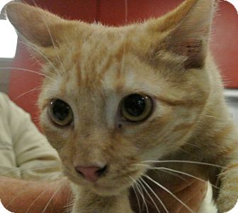 Domestic Shorthair Cat for Sale in white settlment, Texas - Romo Domestic Shorthair Cat for Sale in white settlment, Texas - Romo