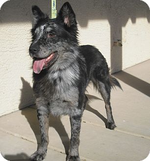 Australian Cattle Dog/Border Collie Mix Dog for Sale in Wickenburg, Arizona - Millie Australian Cattle Dog/Border Collie Mix Dog for Sale in Wickenburg, Arizona - Millie
