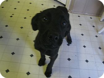 Labrador Retriever/American Bulldog Mix Puppy for Sale in Pelham, New York - lennox Labrador Retriever/American Bulldog Mix Puppy for Sale in Pelham, New York - lennox
