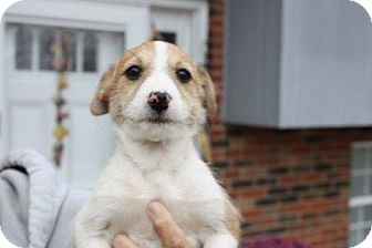Jack Russell Terrier Mix Puppy for Sale in Danbury, Connecticut - Kibby Jack Russell Terrier Mix Puppy for Sale in Danbury, Connecticut - Kibby