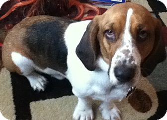 Basset Hound/Beagle Mix Dog for Sale in Emsdale (Huntsville), Ontario - Flash - Big Ole Goof! Basset Hound/Beagle Mix Dog for Sale in Emsdale (Huntsville), Ontario - Flash - Big Ole Goof!