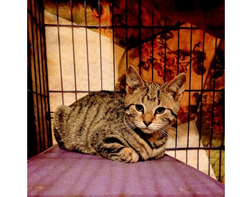 Kittanning PA Domestic Shorthair Meet Jessie A Pet For Adoption