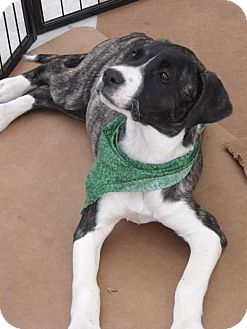 Labrador Retriever/Boxer Mix Puppy for Sale in Huntsville, Alabama - Zabryna Labrador Retriever/Boxer Mix Puppy for Sale in Huntsville, Alabama - Zabryna