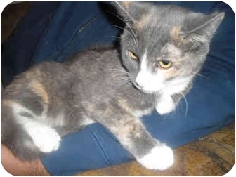 Domestic Shorthair Kitten for Sale in Davis, California - Gracie Domestic Shorthair Kitten for Sale in Davis, California - Gracie