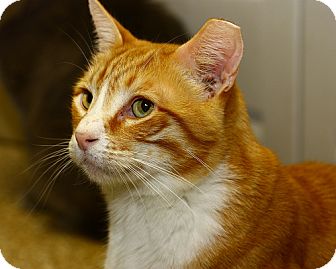 Domestic Shorthair Cat for Sale in Lombard, Illinois - Wafer Domestic Shorthair Cat for Sale in Lombard, Illinois - Wafer