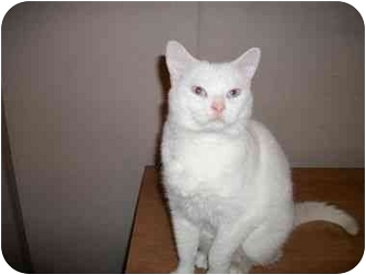 Domestic Shorthair Cat for Sale in Muncie, Indiana - Abby Domestic Shorthair Cat for Sale in Muncie, Indiana - Abby
