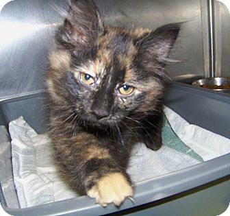 Domestic Longhair Kitten for Sale in Dover, Ohio - Romain Domestic Longhair Kitten for Sale in Dover, Ohio - Romain
