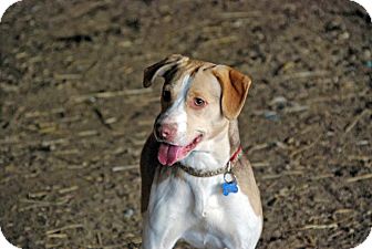 Beagle/Labrador Retriever Mix Dog for Sale in Carey, Ohio - BAILEY Beagle/Labrador Retriever Mix Dog for Sale in Carey, Ohio - BAILEY