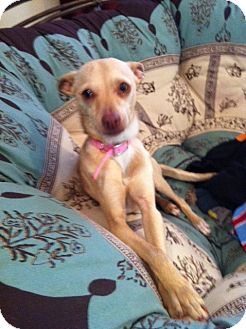 Italian Greyhound Mix Puppy for Sale in San Diego, California - PRANCER Italian Greyhound Mix Puppy for Sale in San Diego, California - PRANCER