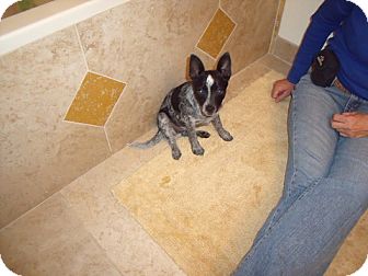 Australian Cattle Dog/Rat Terrier Mix Puppy for Sale in Gilbert, Arizona - Choo - Adoption Pending Australian Cattle Dog/Rat Terrier Mix Puppy for Sale in Gilbert, Arizona - Choo - Adoption Pending