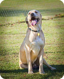 Labrador Retriever Mix Dog for Sale in Huntsville, Alabama - Baxter Labrador Retriever Mix Dog for Sale in Huntsville, Alabama - Baxter