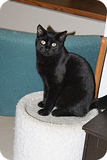 Domestic Shorthair Cat for Sale in North Branford, Connecticut - Bongo Domestic Shorthair Cat for Sale in North Branford, Connecticut - Bongo