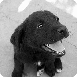 Golden Retriever/Flat-Coated Retriever Mix Puppy for Sale in La Mirada, California - Allana Golden Retriever/Flat-Coated Retriever Mix Puppy for Sale in La Mirada, California - Allana