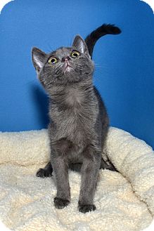 Russian Blue Kitten for Sale in Ranch Palos Verdes, California - Gracie Russian Blue Kitten for Sale in Ranch Palos Verdes, California - Gracie