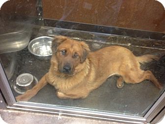 Golden Retriever/Chow Chow Mix Dog for Sale in San Diego, California - Joy URGENT Golden Retriever/Chow Chow Mix Dog for Sale in San Diego, California - Joy URGENT