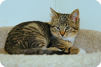 American Shorthair Kitten for Sale in Victor, New York - Maya American Shorthair Kitten for Sale in Victor, New York - Maya