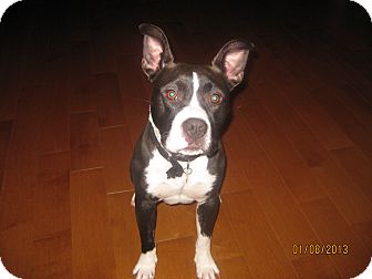 Boston Terrier/Pit Bull Terrier Mix Dog for Sale in Bellingham, Washington - Iggy Boston Terrier/Pit Bull Terrier Mix Dog for Sale in Bellingham, Washington - Iggy