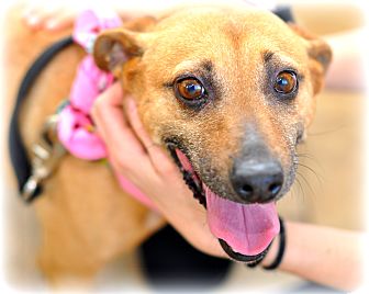Corgi/Whippet Mix Dog for Sale in Sparta, New Jersey - KC Corgi/Whippet Mix Dog for Sale in Sparta, New Jersey - KC