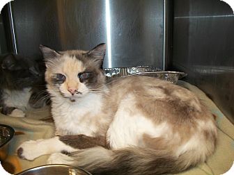 Siamese Cat for Sale in Riverside, Rhode Island - Bella Siamese Cat for Sale in Riverside, Rhode Island - Bella