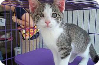 Domestic Shorthair Kitten for Sale in Acme, Pennsylvania - Tank Domestic Shorthair Kitten for Sale in Acme, Pennsylvania - Tank