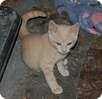 Domestic Shorthair Kitten for Sale in Bentonville, Arkansas - Frito Domestic Shorthair Kitten for Sale in Bentonville, Arkansas - Frito