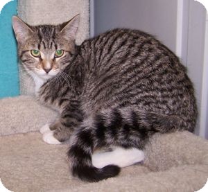 Domestic Shorthair Kitten for Sale in Colorado Springs, Colorado - K-Emery1-Miranda Domestic Shorthair Kitten for Sale in Colorado Springs, Colorado - K-Emery1-Miranda