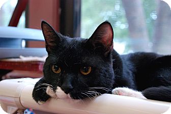 Domestic Shorthair Cat for Sale in Chicago, Illinois - Captain Morgan Domestic Shorthair Cat for Sale in Chicago, Illinois - Captain Morgan