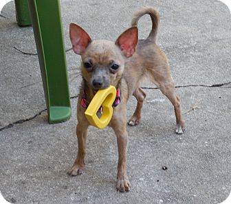 Chihuahua Puppy for Sale in Ormond Beach, Florida - Buster Chihuahua Puppy for Sale in Ormond Beach, Florida - Buster