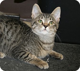 American Shorthair Cat for Sale in Plainfield, Connecticut - Brockie American Shorthair Cat for Sale in Plainfield, Connecticut - Brockie