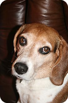 Beagle Dog for Sale in Houston, Texas - Bentley Beagle Dog for Sale in Houston, Texas - Bentley
