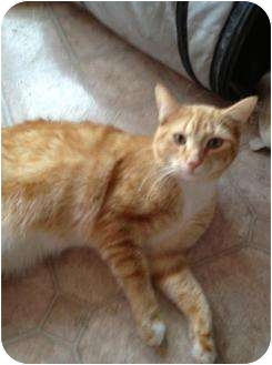 Domestic Shorthair Cat for Sale in Mobile, Alabama - Elvis Domestic Shorthair Cat for Sale in Mobile, Alabama - Elvis