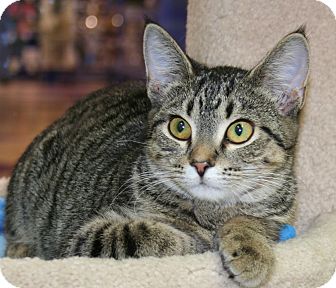 Domestic Shorthair Kitten for Sale in Edmonton, Alberta - Carmen Domestic Shorthair Kitten for Sale in Edmonton, Alberta - Carmen