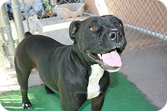 American Staffordshire Terrier Dog for Sale in san antonio, Texas - Lolly American Staffordshire Terrier Dog for Sale in san antonio, Texas - Lolly
