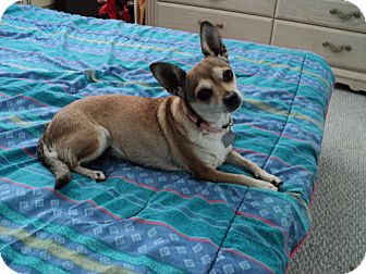 Chihuahua Mix Dog for Sale in Studio City, California - Tammy Chihuahua Mix Dog for Sale in Studio City, California - Tammy